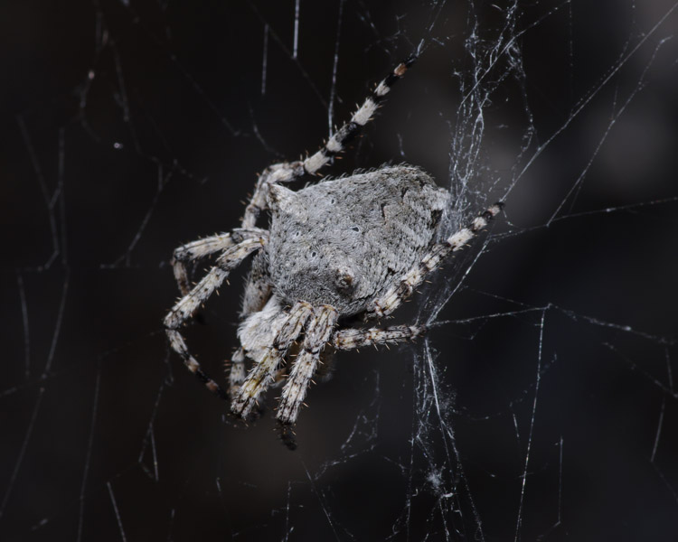 Araneus sp, Kroatien, 05.2011